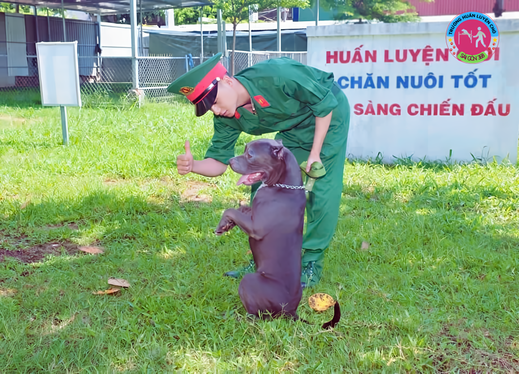 Giới Thiệu Trường Huấn Luyện Chó 368
