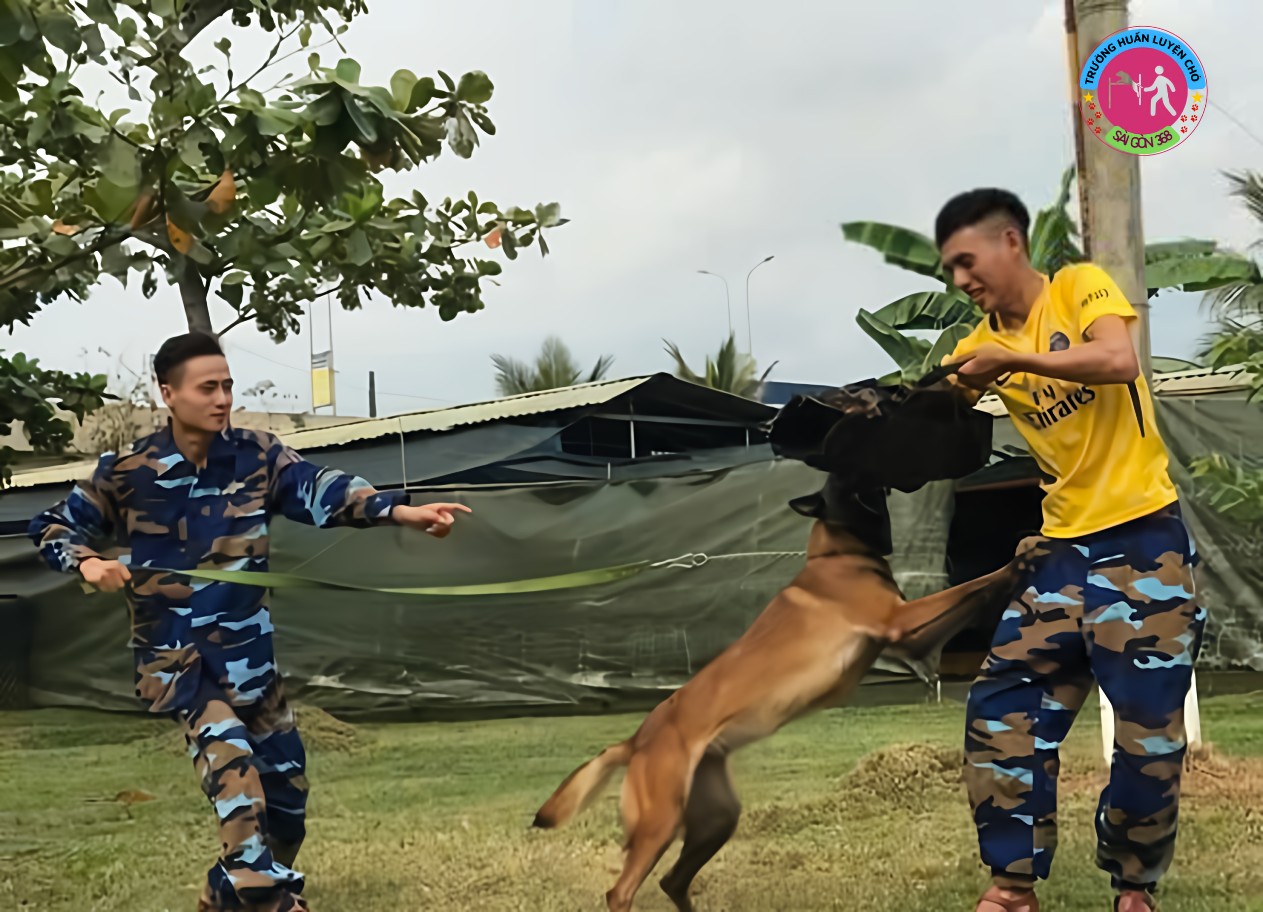 Huấn luyện chó nghiệp vụ