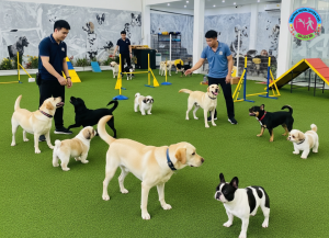 Phối Giống Chó Đúng Cách